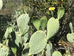 Opuntia × occidentalis