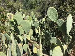 Opuntia × occidentalis