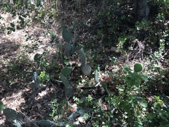 Opuntia × vaseyi