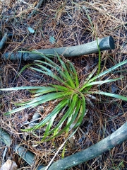 Eryngium paniculatum