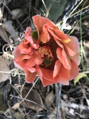 Opuntia × vaseyi