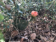 Opuntia × vaseyi