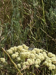 Satyrium semiluna