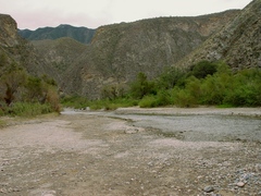 Strombocactus disciformis disciformis