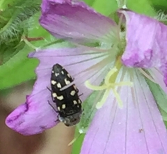 Acmaeodera