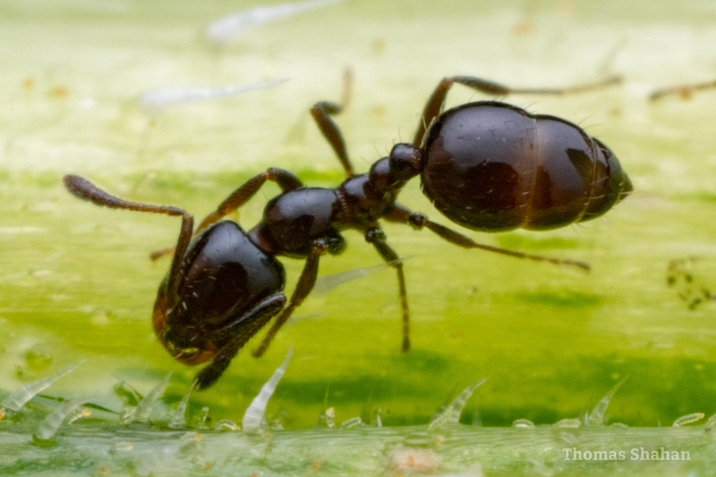 Little Black Ants
