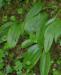 Scoliopus hallii
