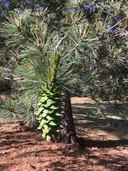 Pinus stylesii