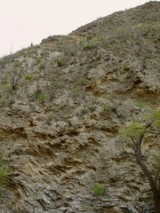 Strombocactus disciformis disciformis