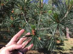 Pinus stylesii