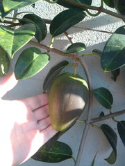 Stephanotis floribunda