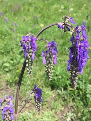 Salvia nutans