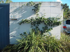 Stephanotis floribunda