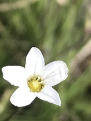 Eremogone capillaris