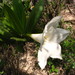 Nernstia mexicana - Photo (c) Opuntia Cadereytensis, algunos derechos reservados (CC BY-NC), subido por Opuntia Cadereytensis
