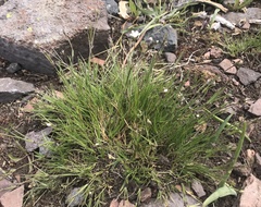 Eremogone capillaris
