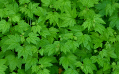 Filipendula occidentalis