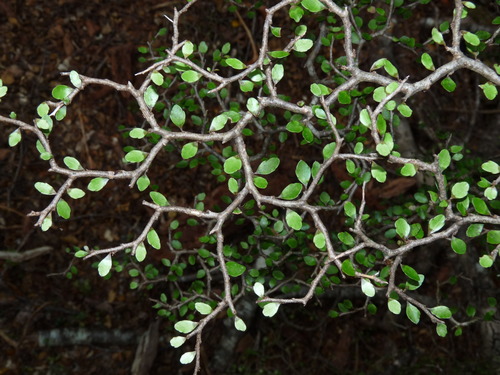 Raukaua anomalus (Hook.) A.D.Mitch., Frodin & Heads