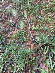 Echinopogon caespitosus