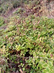 Francoa appendiculata