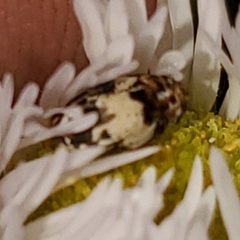 Anthrenus isabellinus