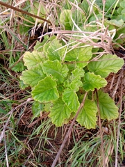 Francoa appendiculata
