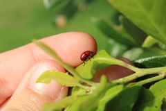 Attelabinae