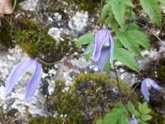 Clematis alpina