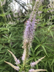 Veroniceae