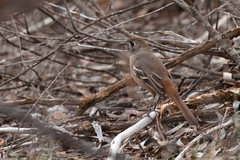Drymodes brunneopygia