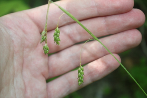 Handsome sedge (Carex formosa)