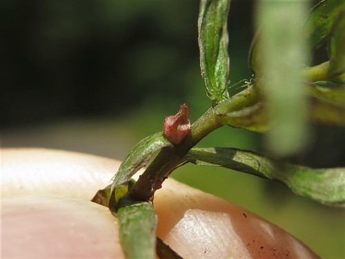 Image of Didiplis diandra by (c) jim_keesling, some rights reserved (CC BY)