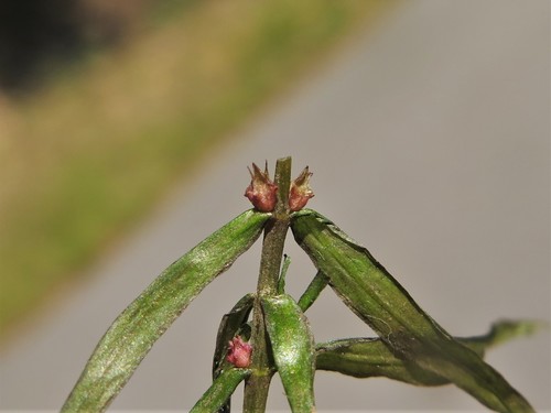 Image of Didiplis diandra by (c) jim_keesling, some rights reserved (CC BY)