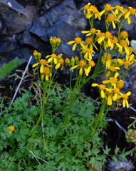 Packera flettii