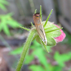 Parapediasia decorellus