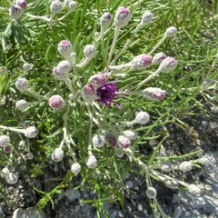 Vernonia lindheimeri