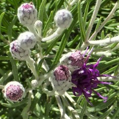 Vernonia lindheimeri