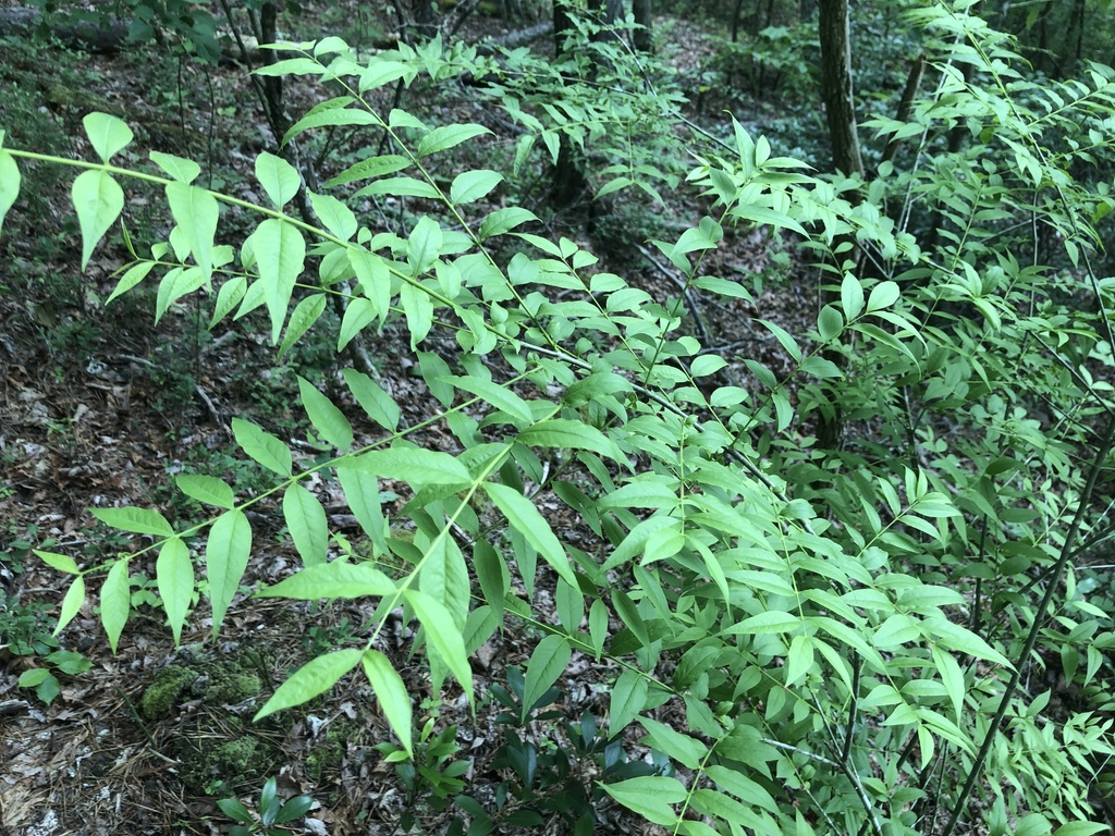 piratebush
