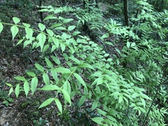 Buckleya distichophylla