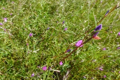 Clarkia gracilis