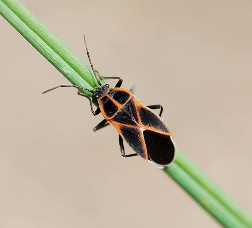 Tropidothorax cruciger