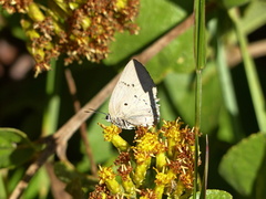 Parrhasius polibetes