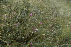 Clarkia gracilis