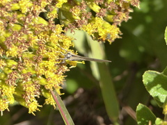 Parrhasius polibetes