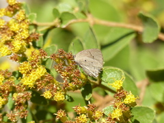 Parrhasius polibetes