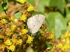 Parrhasius polibetes