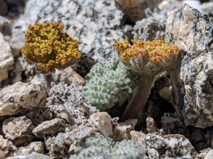 Oreonana vestita