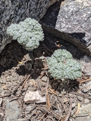 Oreonana vestita