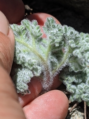 Oreonana vestita