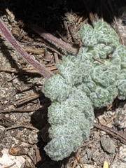 Oreonana vestita